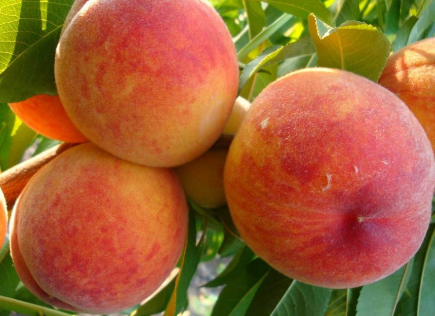 Настойки со вкусом лета: самые вкусные рецепты персиковых наливок